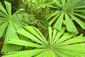 Ramsayi: Licuala Fan Palm