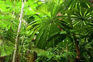 Ramsayi: Licuala Fan Palm - in tropical rainforest