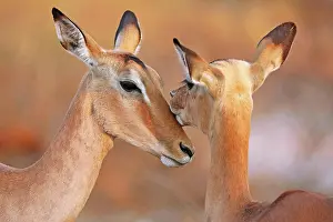 Affectionate: Liebevolle Impalas im Kruger Nationalpark, S