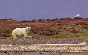Alice: Liefdefjorden Fiord, Norway, polar bear