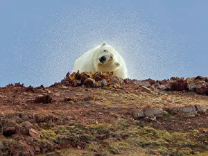 Alice: Liefdefjorden Fiord, Norway, Polar bear