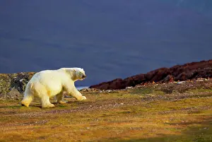 Alice: Liefdefjorden Fiord, Svalbard, Norway, Polar