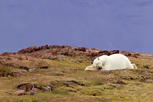 Alice: Liefdefjorden Fiord, Svalbard, Norway, Polar