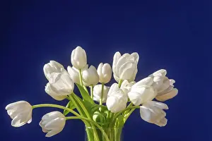 Containers: Still life, bouquet of white tulips, Germany, Europe