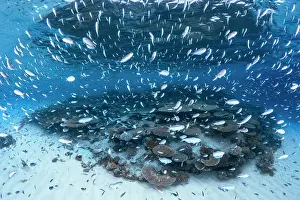 Damselfish: Life of lagoon, mayotte