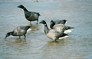 Bernicla: Light-bellied Brent Goose