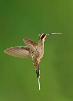 Hermit: Light-bellied hermit (Phaethornis anthophilus anthophilus)