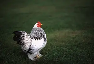 Bantam: Light Brahma Bantam Rooster