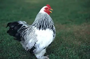 Bantam: Light Brahma's Bantam rooster