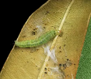 Webbing: Light brown apple moth caterpillar