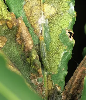 Apple: Light brown apple moth caterpillar