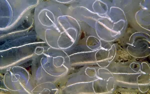 David Nance: Light bulb Sea Squirt / Tunicate