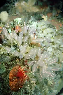 Squirts: Light Bulb Tunicate - small sea squirt