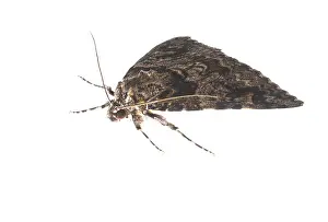 Erebidae: Light crimson (Catocala promissa) against a white background, Liguria, Italy