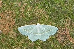 Emeralds: Light Emerald Moth