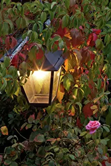 Fixture: Light fixture and roses, Florence, Italy