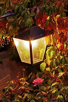Fixture: Light fixture and roses, Florence, Italy