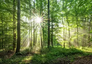 Flooded: Light-flooded natural beech forest on the Finne