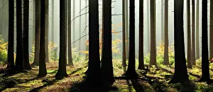 Flooded: Light-flooded spruce forest with morning haze in