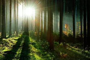 Flooded: Light-flooded spruce forest (Picea) in autumn, Harz