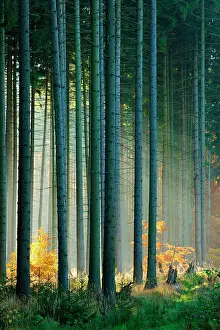 Flooded: Light-flooded spruce forest (Picea) in autumn, Harz