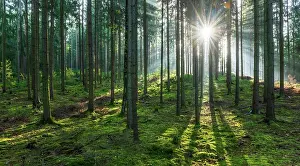 Reflex: Light-flooded spruce forest, sun shines, Thuringian