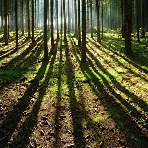 Shines: Light-flooded spruce forest, sun shines through