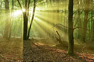Reflex: Light-flooded untouched beech forest with lots of