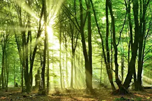 Flooded: Light-flooded untouched beech forest with lots of