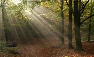 Sunray: On a light foggy day the sun sends beautiful rays of light t