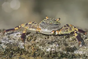 Thin: Light-footed / Thin-shelled Rock Crab
