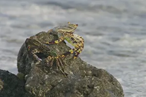 Thin: Light-footed / Thin-shelled Rock Crab