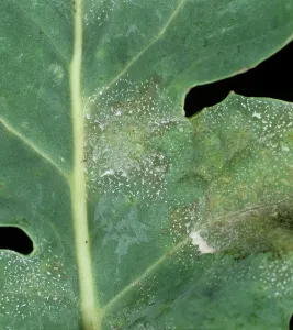 Oilseed: Light Leaf Spot on Oilseed Rape