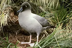 Sooty: Light-mantled Albatross