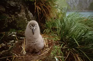 Diomedeidae: Light-mantled Sooty Albatross