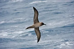 Diomedeidae: Light-mantled Sooty Albatross