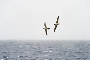 Sooty: Light-mantled Sooty Albatross