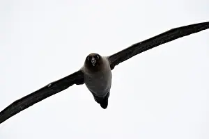 Sooty: Light-mantled Sooty Albatross