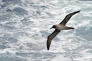 Foam: Light-mantled Sooty Albatross