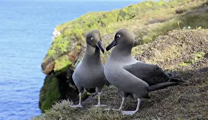 Subantarctic: Light-mantled Sooty Albatross