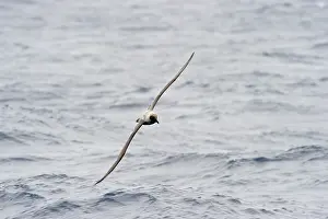 Ross: Light-mantled Sooty Albatross