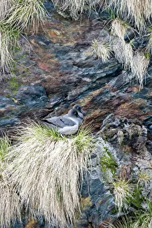 Cooper: Light-mantled Sooty Albatross adults on nest