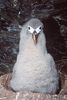 Regurgitating: Light-mantled Sooty Albatross - Chick with regurgitated