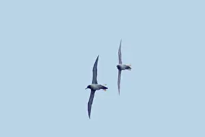 Palpebrata: Light-Mantled Sooty Albatross - Display flight