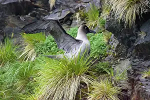 Palpebrata: Light-Mantled Sooty Albatross - Stretching on nest