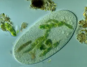 Micrographs: Light Micrograph: Ciliate