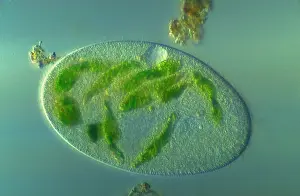Micrographs: Light Micrograph: Ciliate