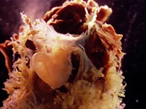 Dae Sasitorn And David Spears: Light Micrograph of Human Embryo With Placenta