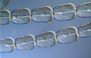 Stamens: Light Micrograph (LM): Cells from a hair on the