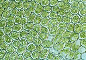 Hepatica: Light Micrograph (LM): The cellular struture of